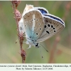 polyommatus cyaneus shamil daghestan male 1